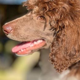 Poodle Puppies from Grace Poodles