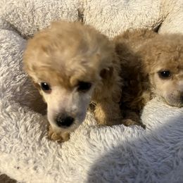 Goldendoodle and Poodle Puppies from South Sound Doodles