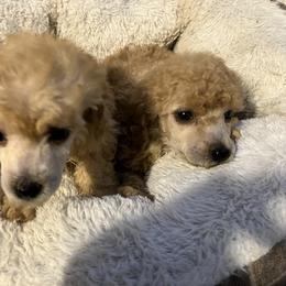 Goldendoodle and Poodle Puppies from South Sound Doodles