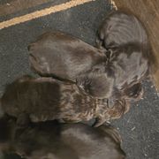 Female 2 - Brown female Boykin Spaniel puppy in Jesup, Georgia from 31 Pines Kennels