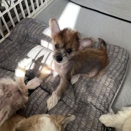 Chinese Crested Puppies from Rose’s Chinese Cresteds