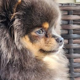 Indie - Pomeranian