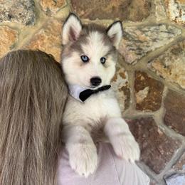 Breezy - Wolf sable male Pomsky puppy in Venus, Pennsylvania from Hemlock Pines Pomsky