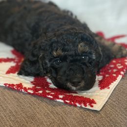 Bernedoodle Puppies from Better Day Bernedoodles