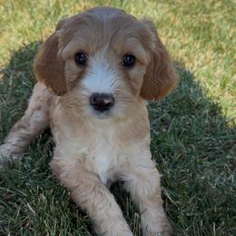 Millie - Cream female Goldendoodle puppy in Belgrade, Montana from Best Friend Doodles
