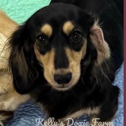 Sasha - Dachshund