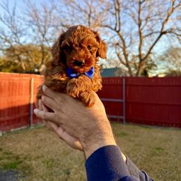 Poodle Puppies from PRETTY IN RED POODLES
