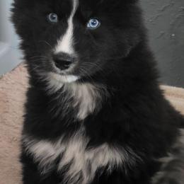 Journee - Black and white male Siberian Husky puppy in East Tawas, Michigan from BurnsBerg's Woolies