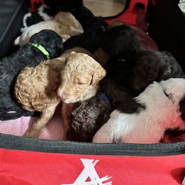 Poodle Puppies from Cano Homestead Poodles