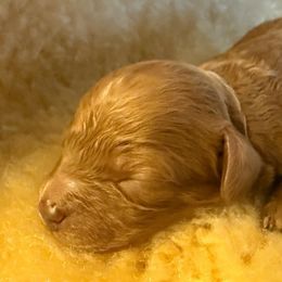 Senna - Red female Cavapoo puppy in Tennessee from MoonBeam Pups