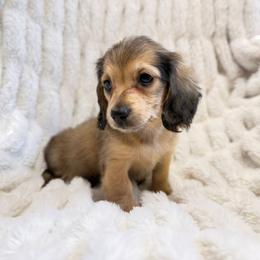 Wednesday - Cream female Dachshund puppy in Sebring, Florida from Mini Weenies