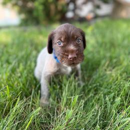 Royal blue male - Brown and gray male Wirehaired Pointing Griffon puppy in Williston, North Dakota from Little Muddy Griffons