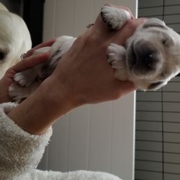 Golden Retriever Puppies from BearMoose Goldens