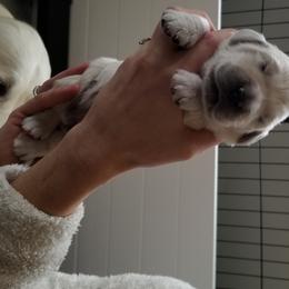 Golden Retriever Puppies from BearMoose Goldens