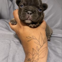 French Bulldog puppies from Aztec Lace Frenchies