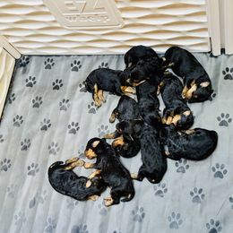 Boy 1 - Black and tan male Airedale Terrier puppy in Branch, Michigan from Aim High Airedales & German Shorthaired Pointers