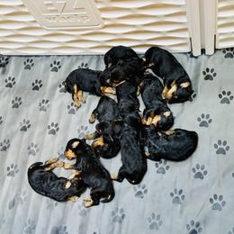 Boy 1 - Black and tan male Airedale Terrier puppy in Branch, Michigan from Aim High Airedales & German Shorthaired Pointers