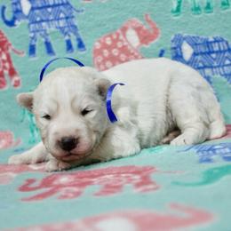 Ice - White male Siberian Husky puppy in Lunenburg, Vermont from SNOW WOOLY HUSKY