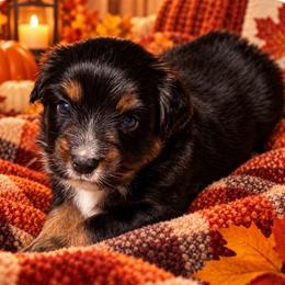 Girl 1 - Black tri female Miniature Australian Shepherd puppy in Sandwich, Massachusetts from Cape Cod Aussies / Cape Cod Poodles and Doodles