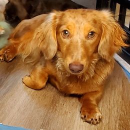 Corndog - Dachshund