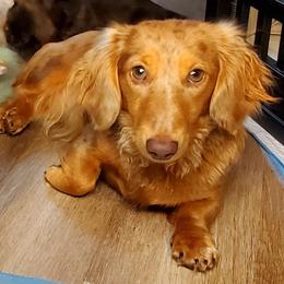Corndog - Dachshund