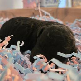 Leche - Black female Poodle puppy in Gainesville, Florida from Pipsqueak Mansion Poodles