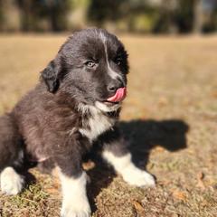 Red - Badger female Colorado Mountain Dog puppy in Crestview, Florida from Victory Family Farm