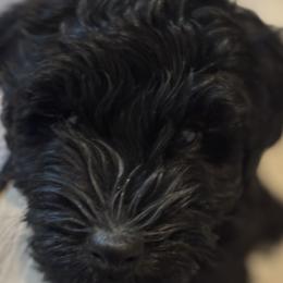 Rocket - Black male Labradoodle puppy in Manchaca, Texas from Heartrock Labradoodles