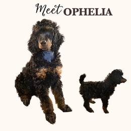 OPHELIA - Phantom female Poodle puppy in Charlo, Montana from Heavenly Hilltop Farm