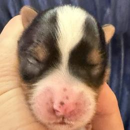 Boy 2 - male Biewer Terrier puppy in Sanford, Florida from Biewer Terriers of Florida Dawn