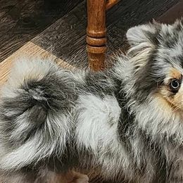 Pomeranians from FurEver Pomeranians