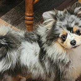 Pomeranians from FurEver Pomeranians