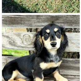 Pip - Dachshund