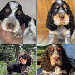 English Springer Spaniels from Majestic Mountain Springs