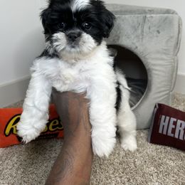 Chai - Black and white Shih Tzu puppy in Atlanta, Georgia from YorkShih Pup & Co