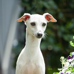 Venus - Italian Greyhound