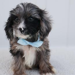 Merlin - Merle male Cavapoo puppy in Apopka, Florida from Rae Precious Puppies