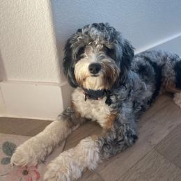 Bailey - Bernedoodle