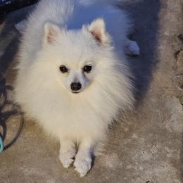 Mojo - Pomeranian