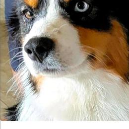 Australian Shepherd puppies from Winsome Aussies