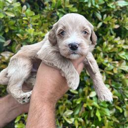 Thumper - Red  male Goldendoodle puppy in Calera, Alabama from Red Mountain Minis