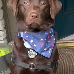 Labrador Retriever All Grown Up from Redfearn Retrievers