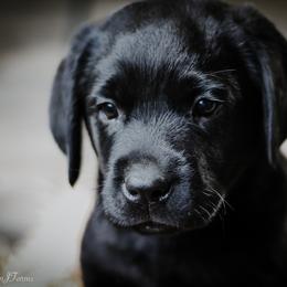 Labrador Retriever Puppies from Landon J Farms Labrador Retrievers