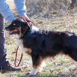 Uriah - Miniature Australian Shepherd