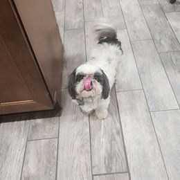 Mia Louis - Shih Tzu