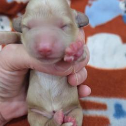 Cream boy 2 - Cream male Dachshund puppy in West Plains, Missouri from Spring Creek Dachshunds