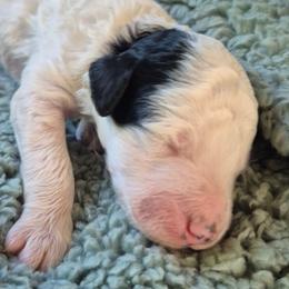 Bell - Parti female Poodle puppy in Milford, Michigan from Cuddley-Poods Moyen poodles