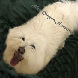 baxter - Coton de Tulear