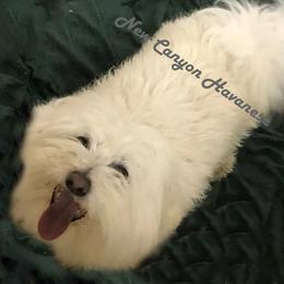 baxter - Coton de Tulear