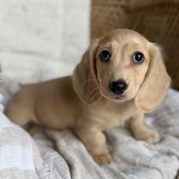 Oscar - Cream male Dachshund puppy in Duncanville, Alabama from Bear Creek Dachshunds